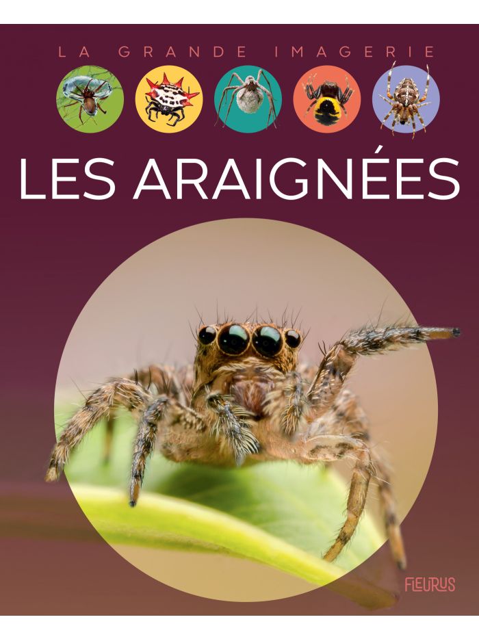 couverture de : Les araign&eacute;es